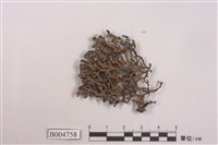 藏品(瘤綿腹衣)的圖片